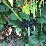Rudbeckia nitida Hoja