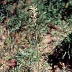 Pedicularis parryi Habitat