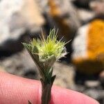 Centaurea melitensis 花