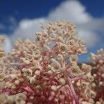 Tapeinosperma scrobiculatum Blüte