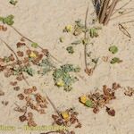 Linaria thymifolia Hábito