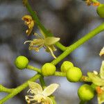 Detarium senegalense Flower