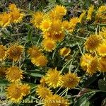 Inula oculus-christi 形態