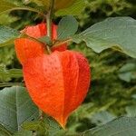 Physalis alkekengi Fruchs