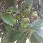 Pouteria caimito Fruit