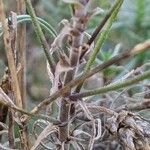 Plantago sempervirens Bark