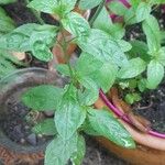 Epilobium tetragonum Leaf