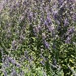 Salvia abrotanoidesΛουλούδι