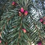 Abies cephalonica Leaf