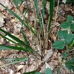 Festuca altissima Bark