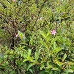 Weigela florida Хабит