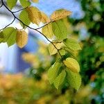 Carpinus betulus Leaf