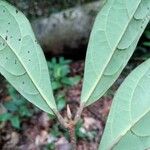 Licaria chrysophylla Leaf