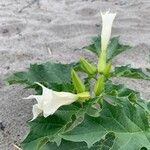 Datura stramoniumЦветок