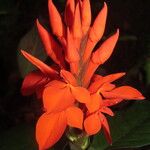 Aphelandra aurantiaca Çiçek