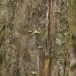 Duroia longiflora Bark