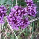 Origanum vulgareFlower