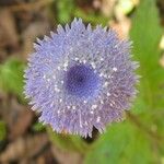 Crassocephalum rubens Kvet
