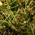 Cyperus subsquarrosus 整株植物