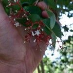 Notopleura parasitica Flower