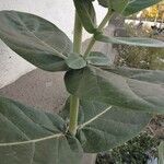 Calotropis gigantea Žievė