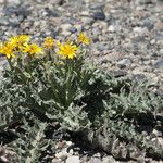 Crepis occidentalis Habit