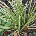 Carex ornithopoda Folha