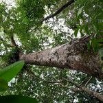 Sterculia foetida Hábitos