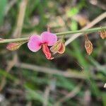 Polygala amboniensis Flor