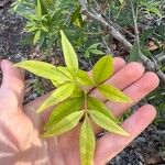 Ceratopetalum gummiferum Hoja