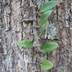 Microgramma squamulosa Leaf