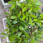 Syzygium buxifolium 叶