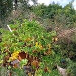 Pelargonium capitatum Habit