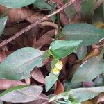 Commelina africana Alkat (teljes növény)