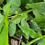 Laportea interrupta Leaf