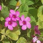 Oxalis floribunda