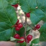 Lonicera xylosteumФрукт