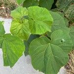 Paulownia tomentosaLeht