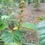 Acer rubescens Fruto