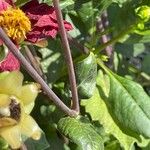 Dahlia pinnata Bark