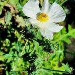 Argemone polyanthemos Blomma