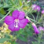 Epilobium hirsutumKvet