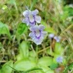 Pinguicula grandiflora Кветка