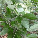 Cavacoa quintasii Blatt