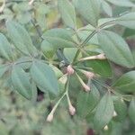 Jasminum × stephanense Hoja