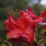 Rhododendron molle പുഷ്പം