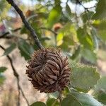 Quercus ithaburensis Fruit