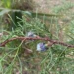 Cupressus lusitanica Плод