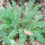 Asplenium claussenii (Habit)