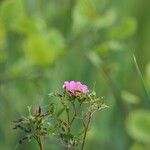 Rosa palustris Flower